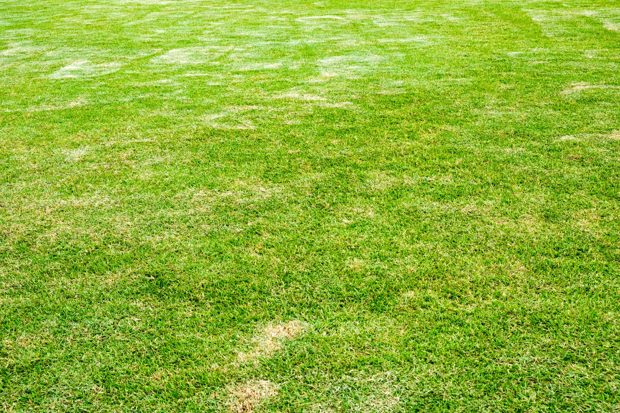 Lawn Disease Control | 