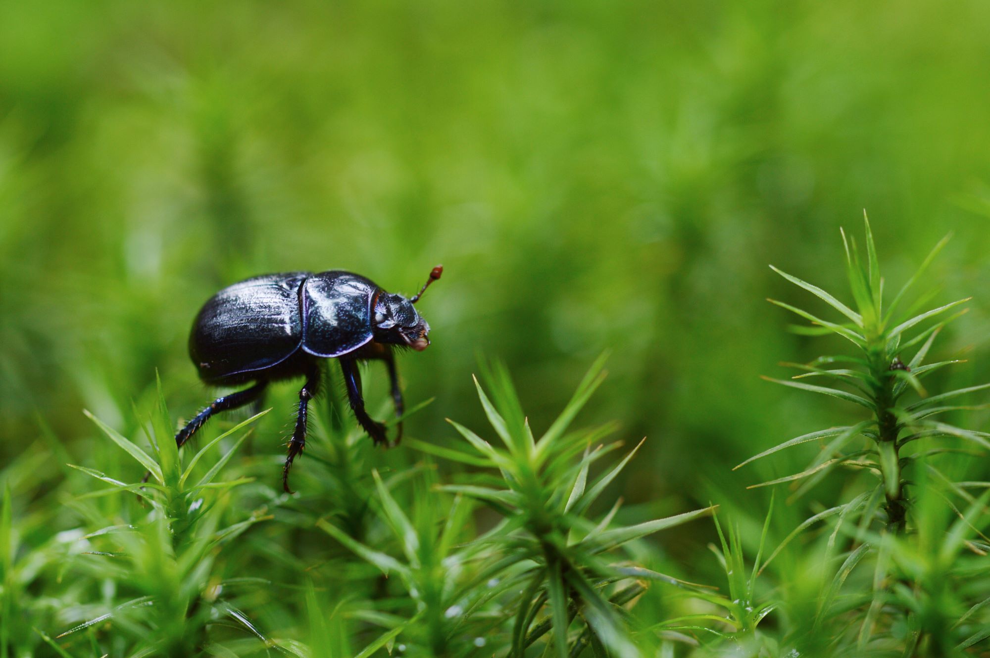 How to Protect Your Lawn from Destructive Insects
 | 