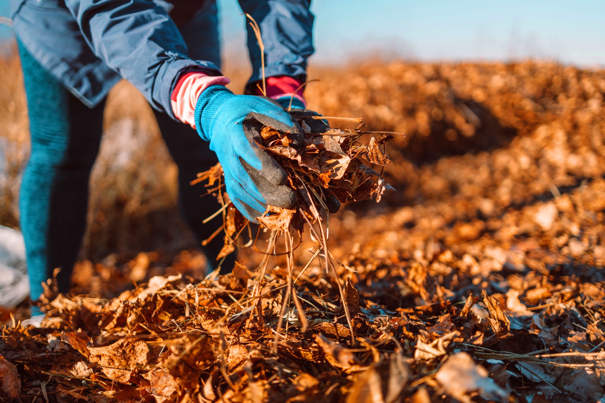 Leaf Removal | 