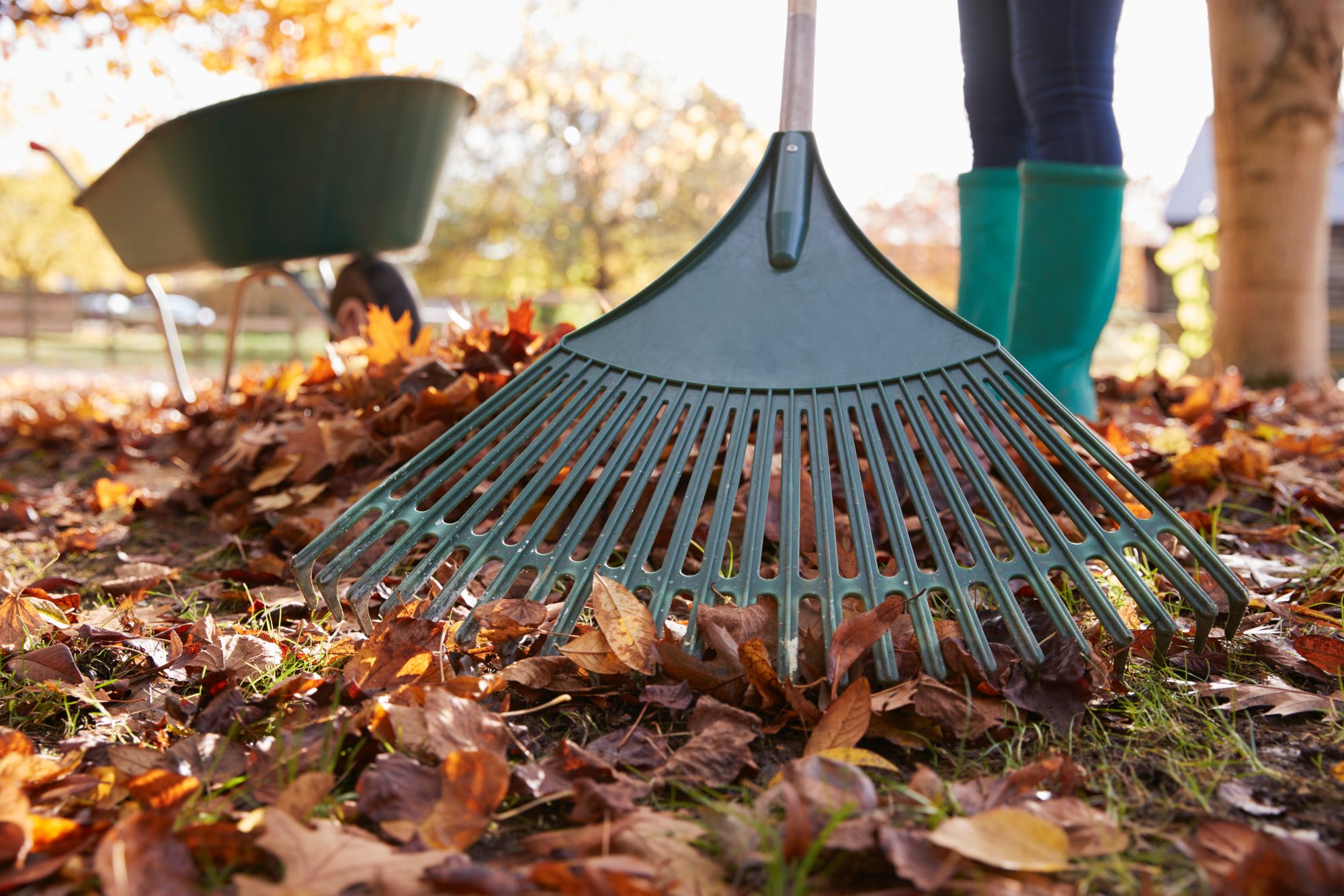 Spring and Fall Cleanup | 