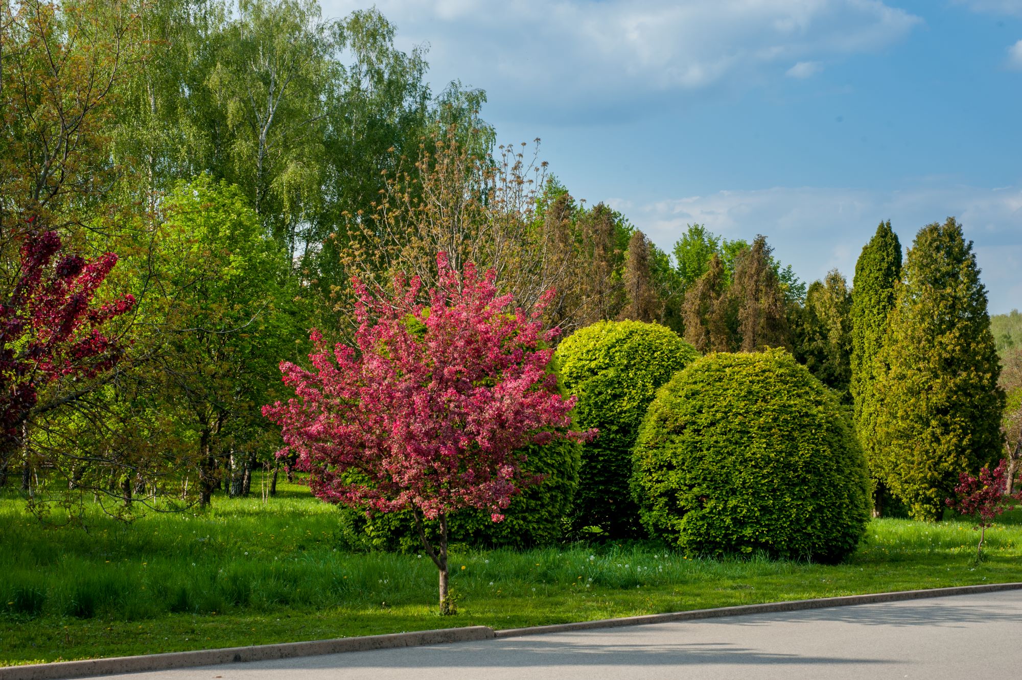 Tree and Shrub Care | 